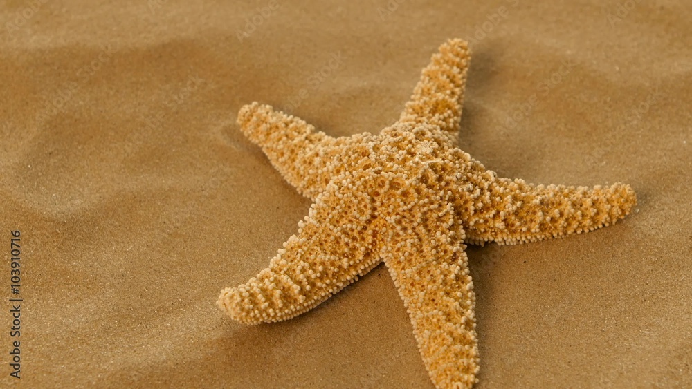 Red sea star isolated on sand, rotation, closeup Red sea star isolated on sand, rotation, closeup
