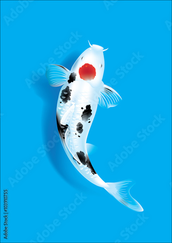 Koi carp on blue