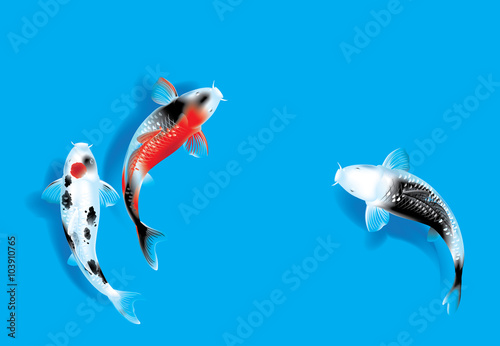 Three carps on blue
