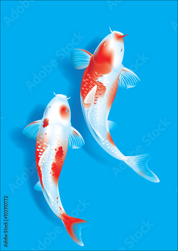 Koi couple on blue