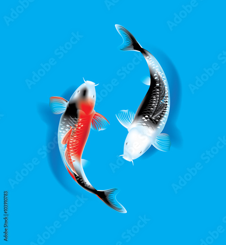 Koi couple on blue