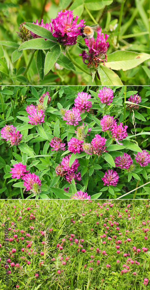 Summer field of blossoming red clover