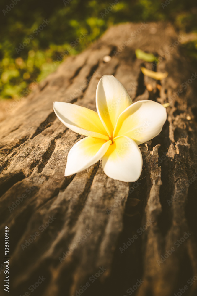 Flower on wooden Flower on wooden