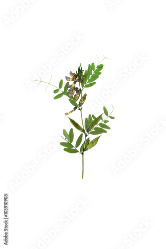 Pressed and dried blue flower  Forest peas. Forest peas Isolated