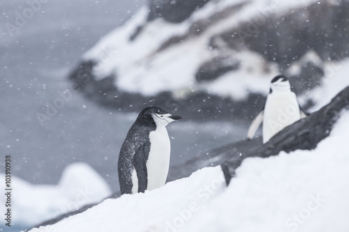 Chinstrap penguin  Antarctica.