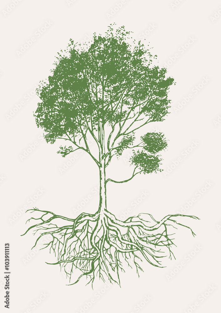 Hand drawn of tree with roots.Vecter and illustration.