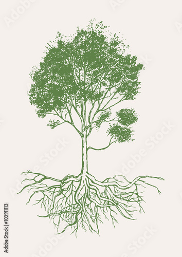 Hand drawn of tree with roots.Vecter and illustration.