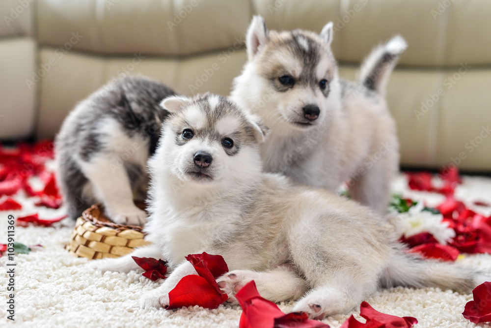 Siberian husky puppy with blue eyes