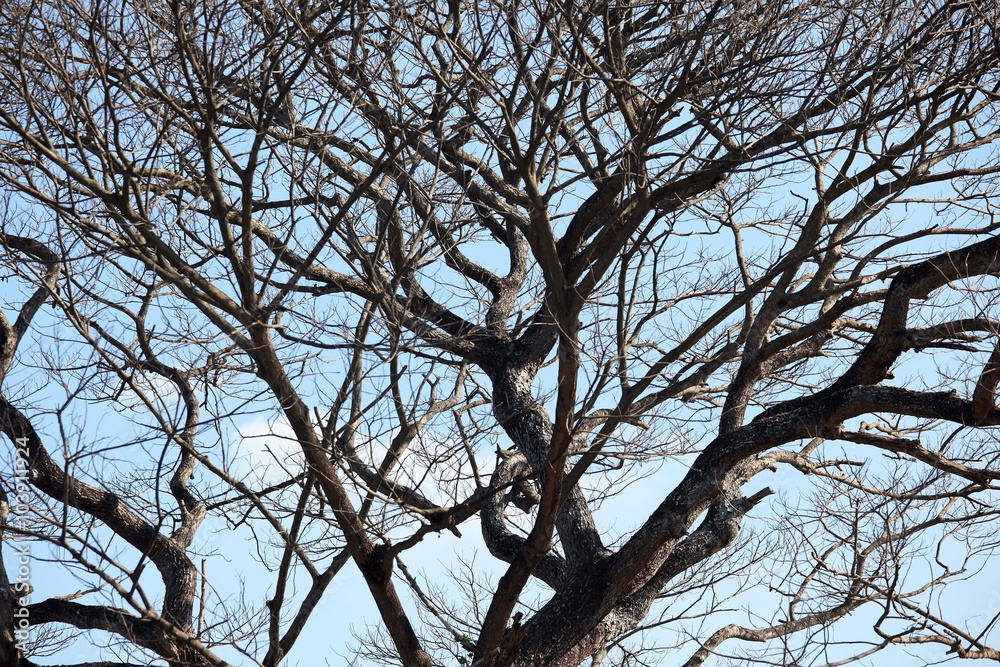 dry tree background. dry tree background.