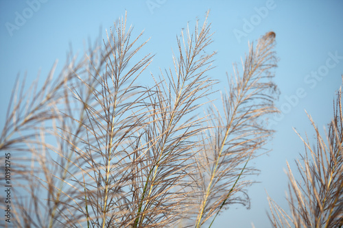 reeds grass against blue sky