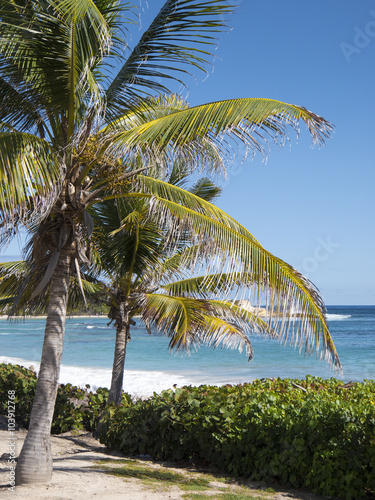 Palm trees on Caribbean shore with turquoise water and breaking