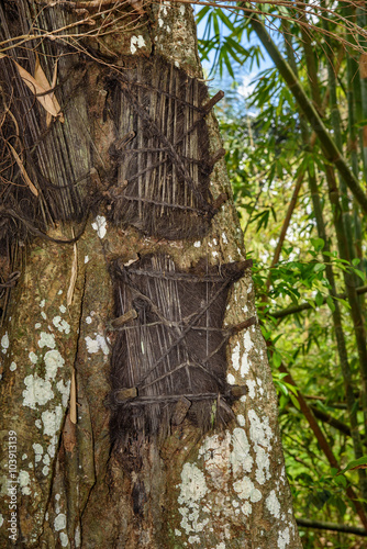  Several baby graves in large old tree. Kambira. Tana Toraja photo
