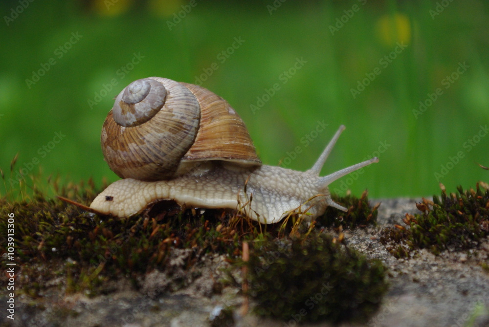 Obraz premium Winniczek