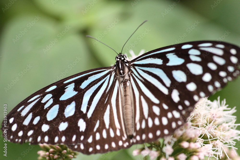 リュウキュウアサギマダラ
