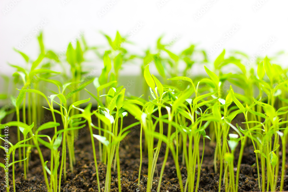 small green tomato seedling small green tomato seedling