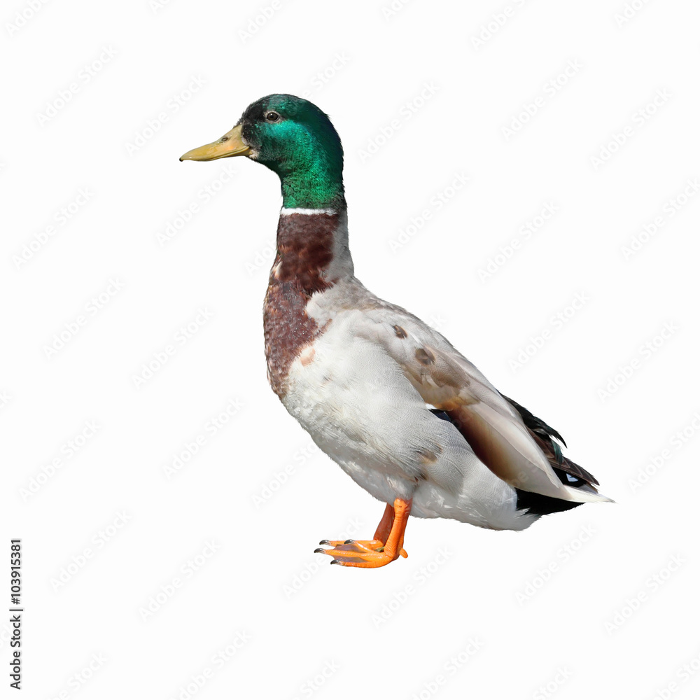 Obraz premium mallard duck