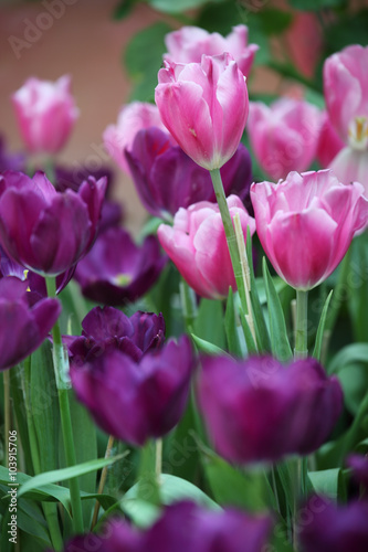 colorful tulip flower as background.