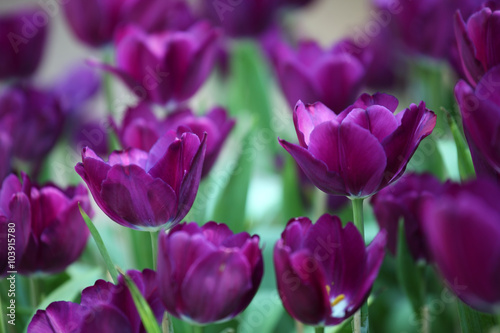 colorful tulip flower