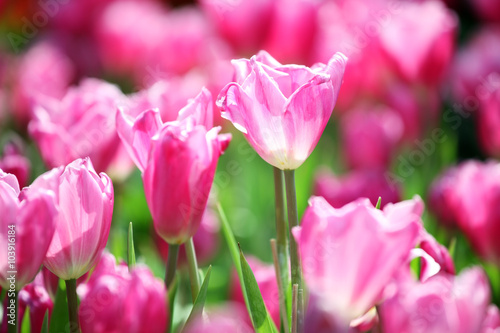 pink tulip flower as background.