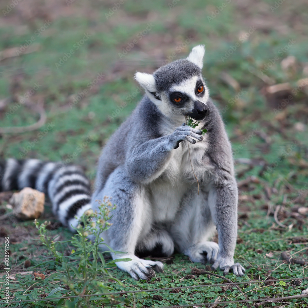 Obraz premium Lemur