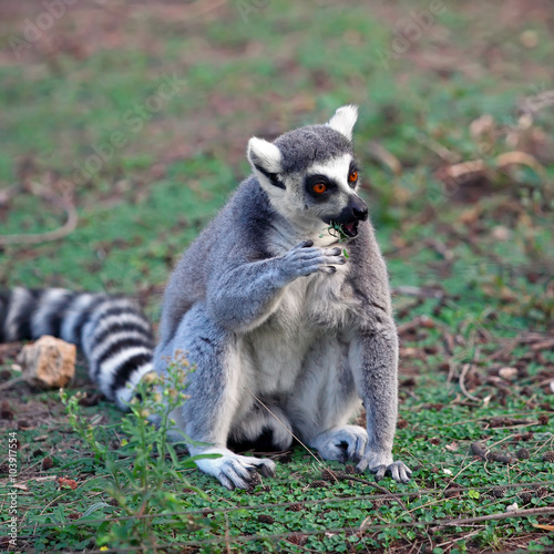 lemur