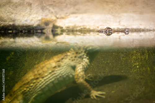  Yellow Amphibian Crocodile
