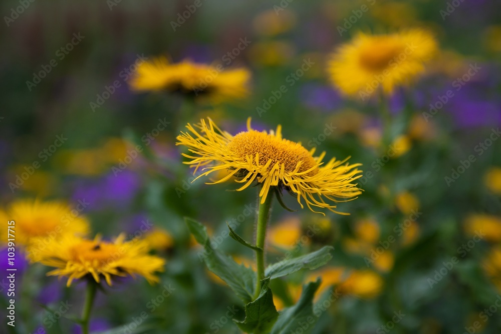 wildflowers