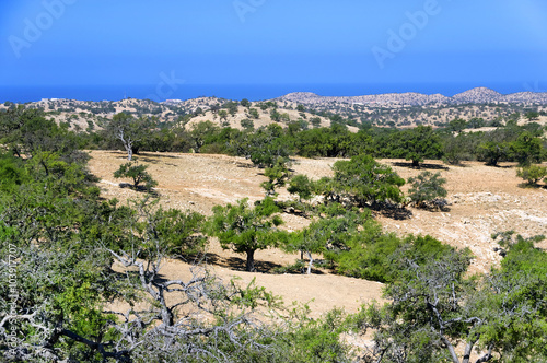 Argan trees (Argania spinosa), cultivated for the oil (argan oil) that is found in the fruit