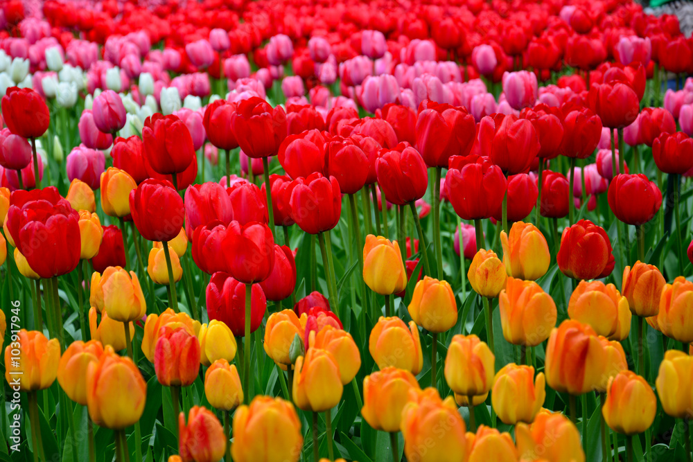 Obraz premium Multi-colored tulips on a field