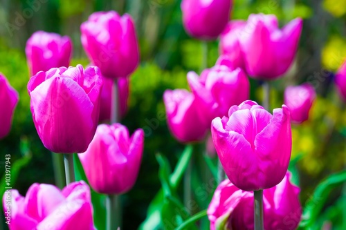 pink tulips © erainbow