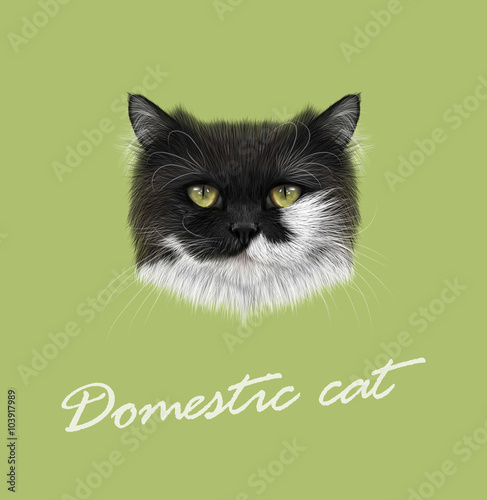 Domestic cat portrait © ant_art19