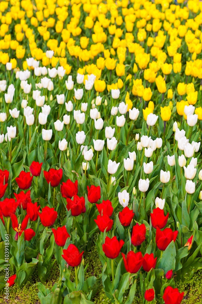 white red yellow tulips