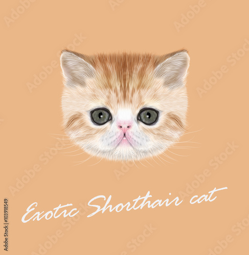 Exotic Shorthair Kitten © ant_art19