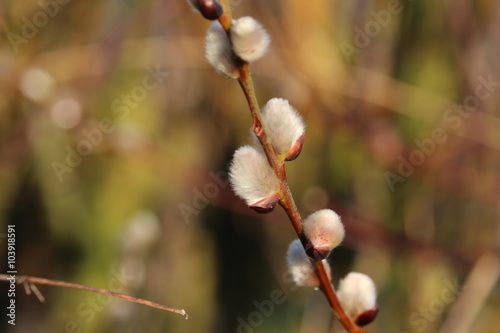 blühende Weiden (Salix spec.)