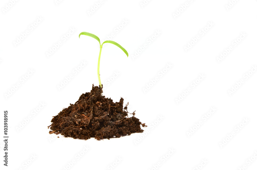 Small green plant (tomato) isolated on white Small green plant (tomato) isolated on white