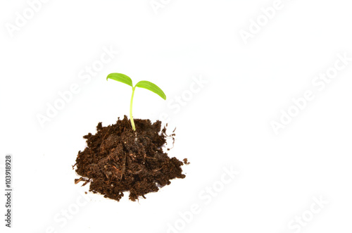 Small green plant (tomato) isolated on white