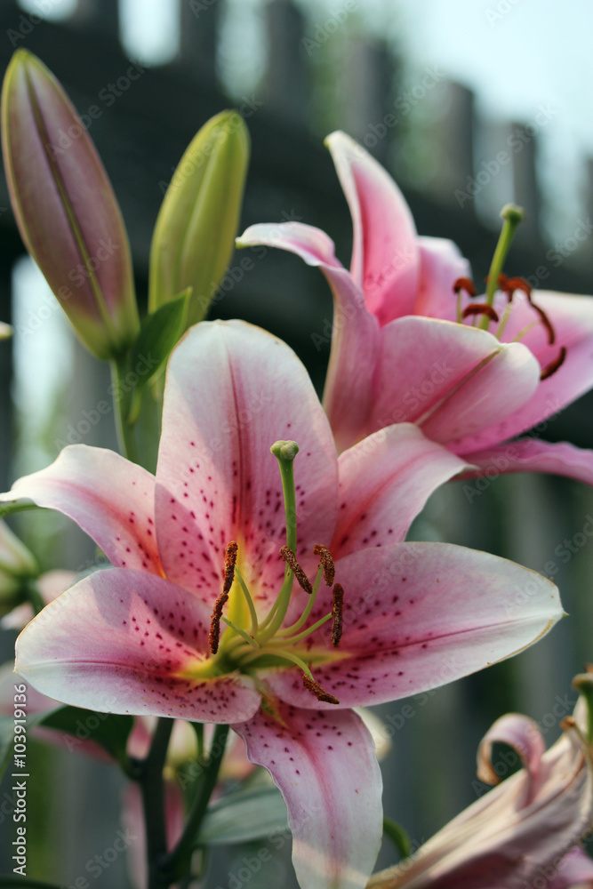 A pink lily flower 