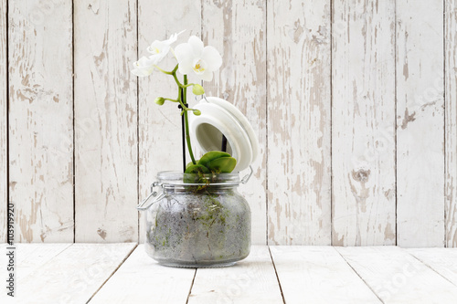 Fototapeta Naklejka Na Ścianę i Meble -  white orchid in glass pot, on white wooden planks
