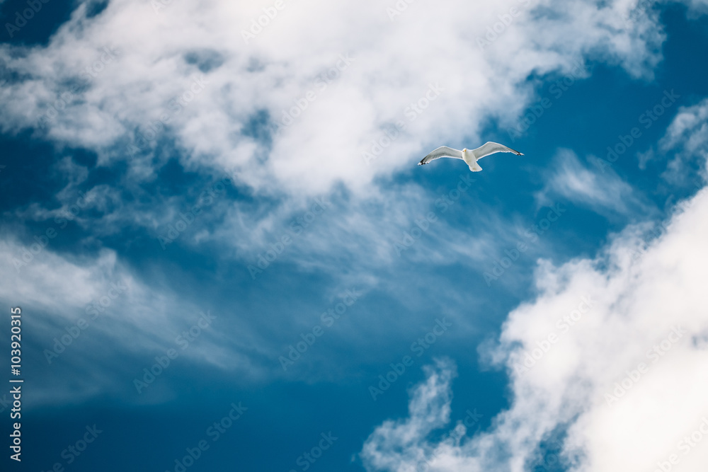 Flying White Seagull In Blue Sunny Cloudy Sky. Copy space Flying White Seagull In Blue Sunny Cloudy Sky. Copy space