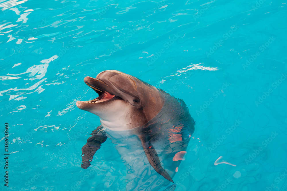 Naklejka premium Smiling dolphin