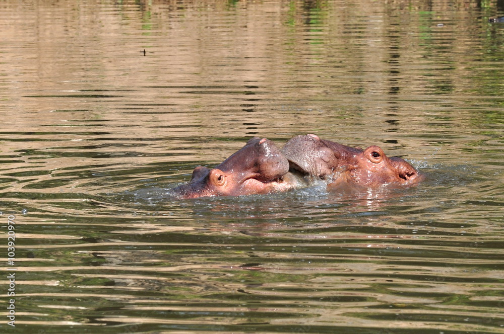 Obraz premium Two hippopotamus swimming in the river