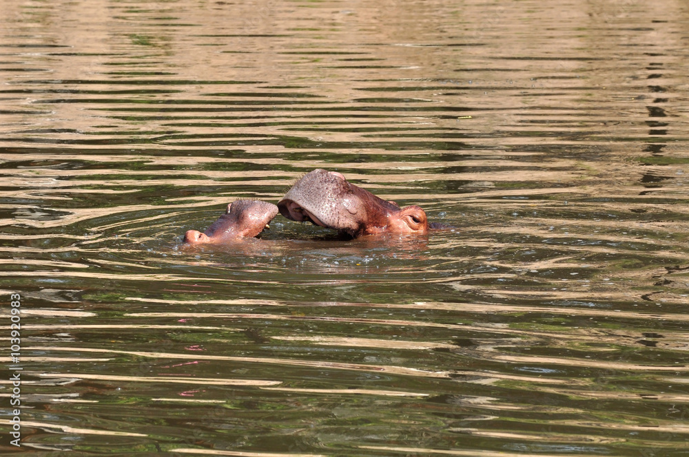 Fototapeta premium Two hippopotamus swimming in the river