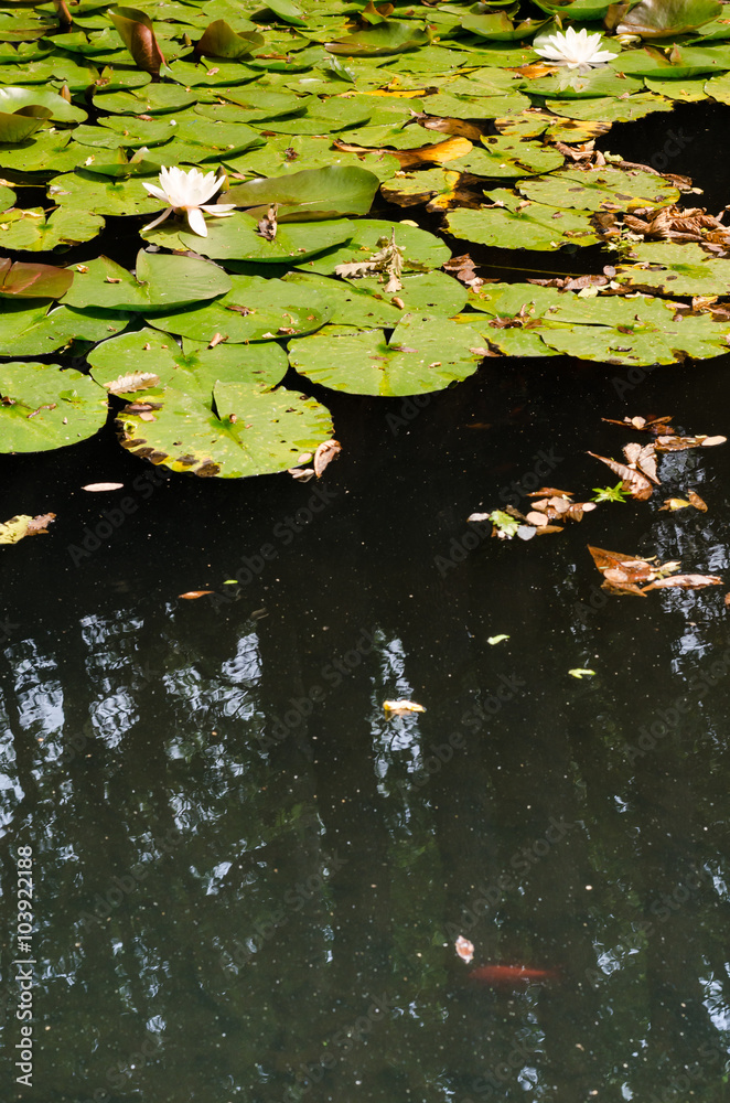 nymphes on water, a small lake covered by nymphs nymphes on water, a small lake covered by nymphs