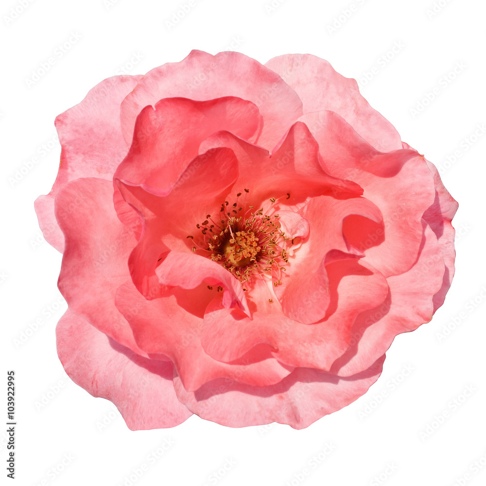 Isolated Pink Rose with clipping path Isolated Pink Rose with clipping path