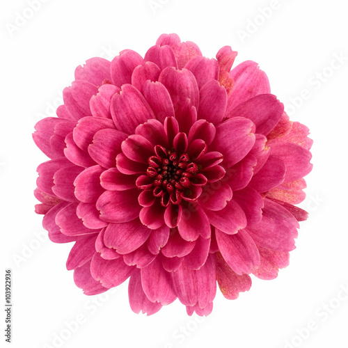 Fototapeta Naklejka Na Ścianę i Meble -  Pink chrysanthemum flower