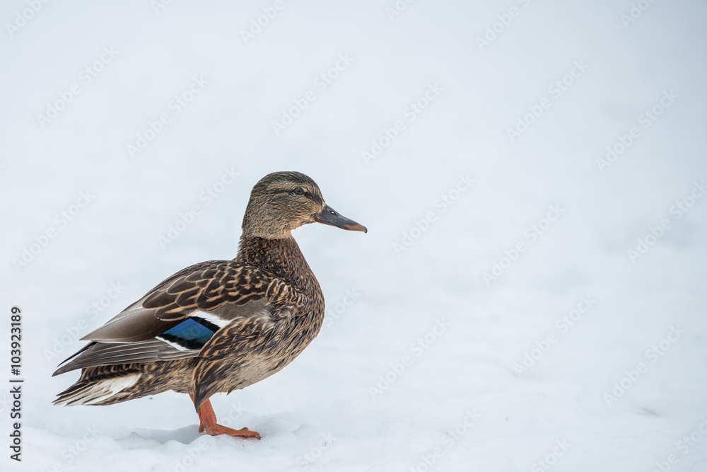 duck on ice in winter time duck on ice in winter time