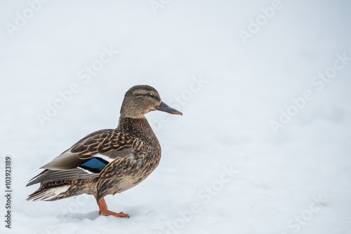 duck on ice in winter time