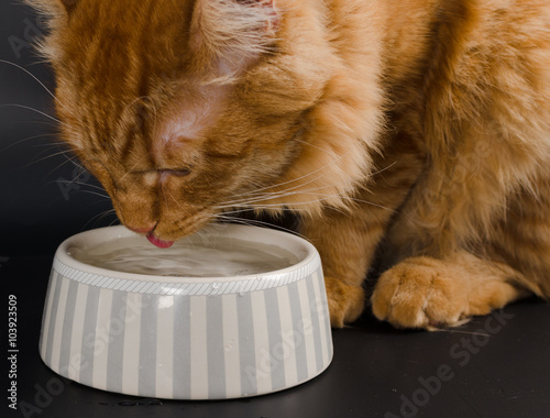 The cat drinks water from the plates.
