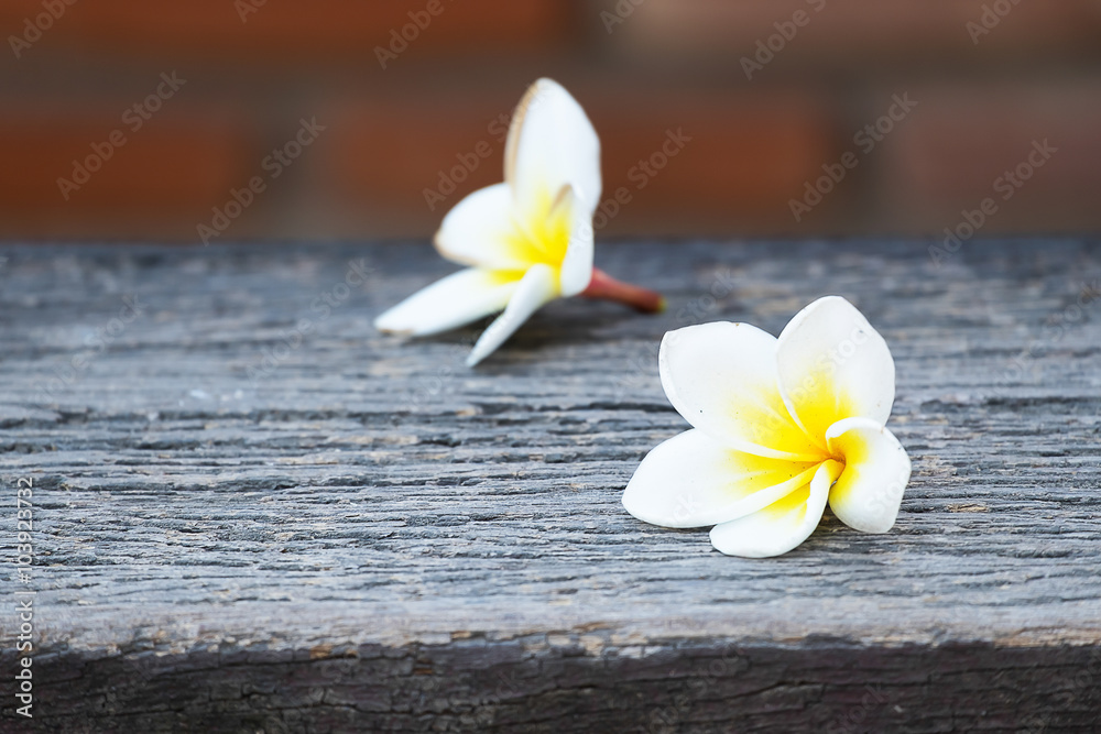 White frangipani on top of wood with blur clay brick background