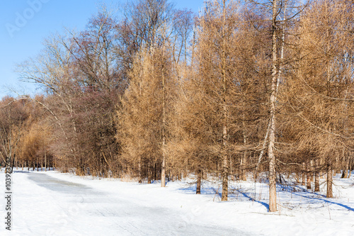 frozen footpath along bare larch trees in winter